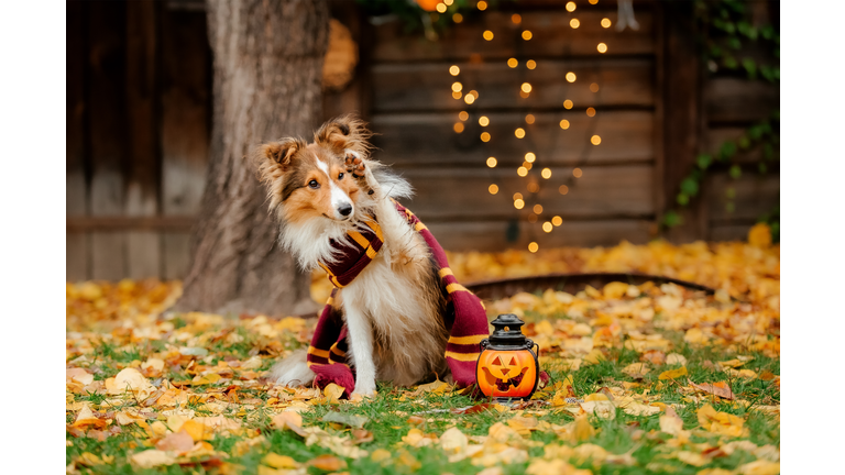 Dog with pumpkins. Shetland Sheepdog. Thanksgiving day. Fall season. Halloween holidays. Sheltie dog breed