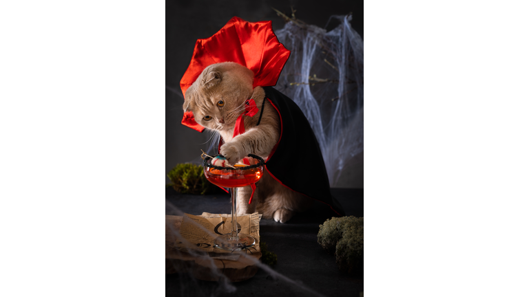 Dracula cat wearing vampire costume and catching a jelly eye in bloody margarita cocktail on scary dark background. Halloween vampire party. Bar menu, recipe, festive poster, Greeting card
