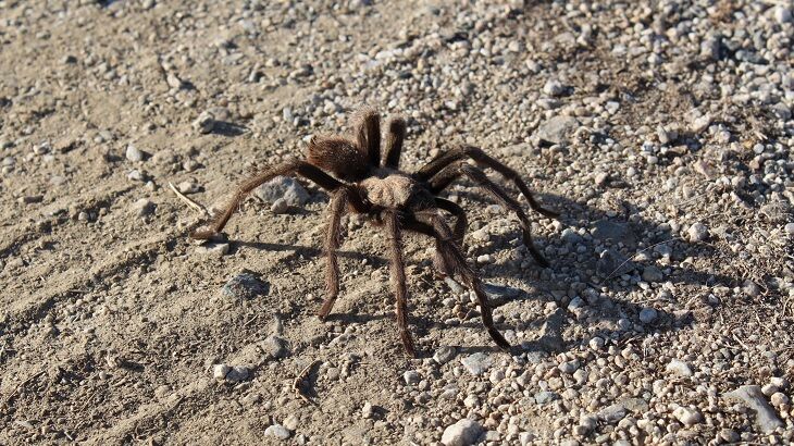 Tarantula Causes Traffic Accident on Highway in Death Valley National Park