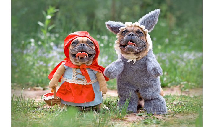 French Bulldog dogs dressed up as fairytale characters Little Red Riding Hood and Big Bad Wolf