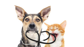 Pet Parents: Environmental Challenges from food to surroundings!