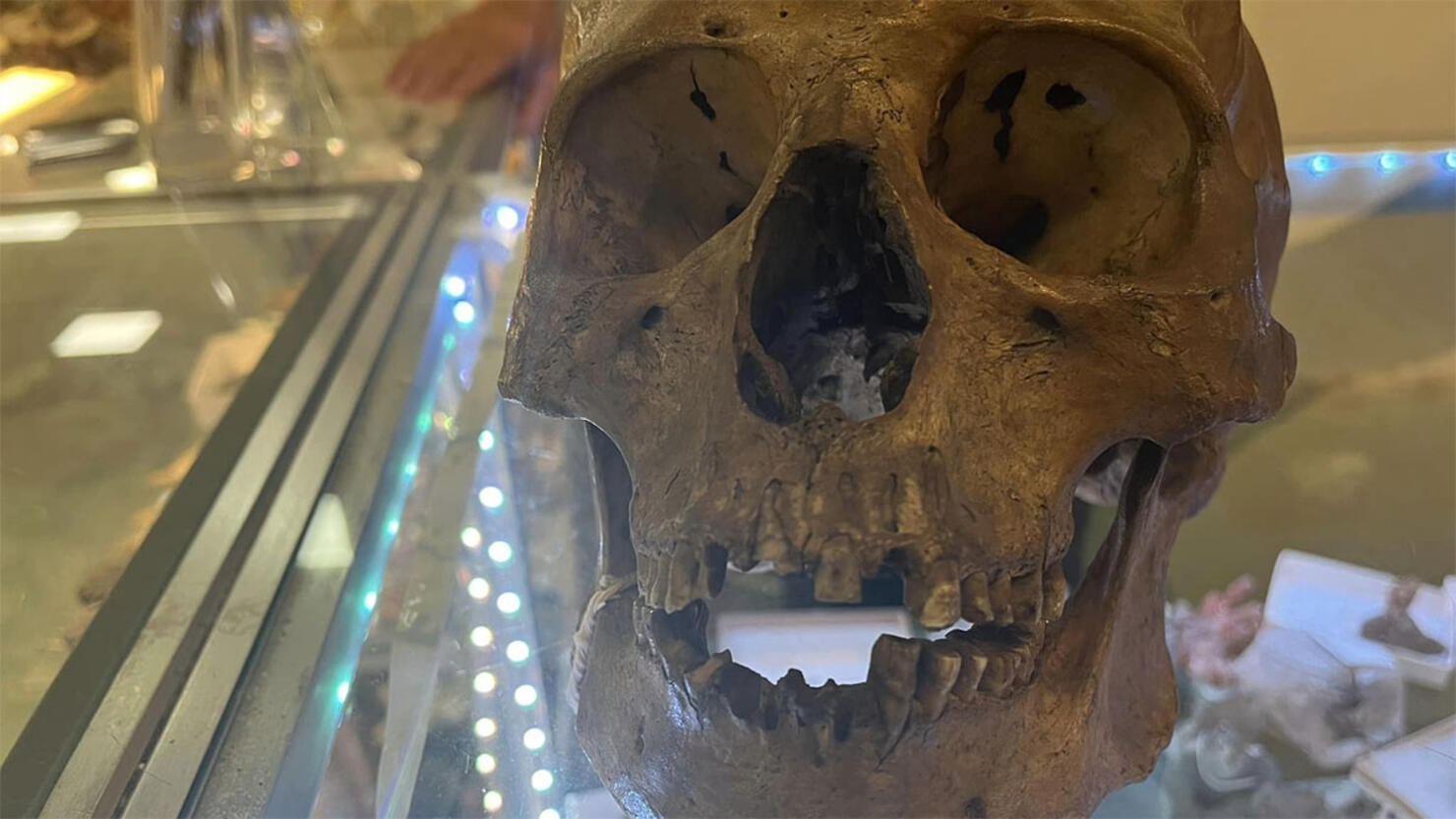 Human skull found for sale at Florida thrift shop