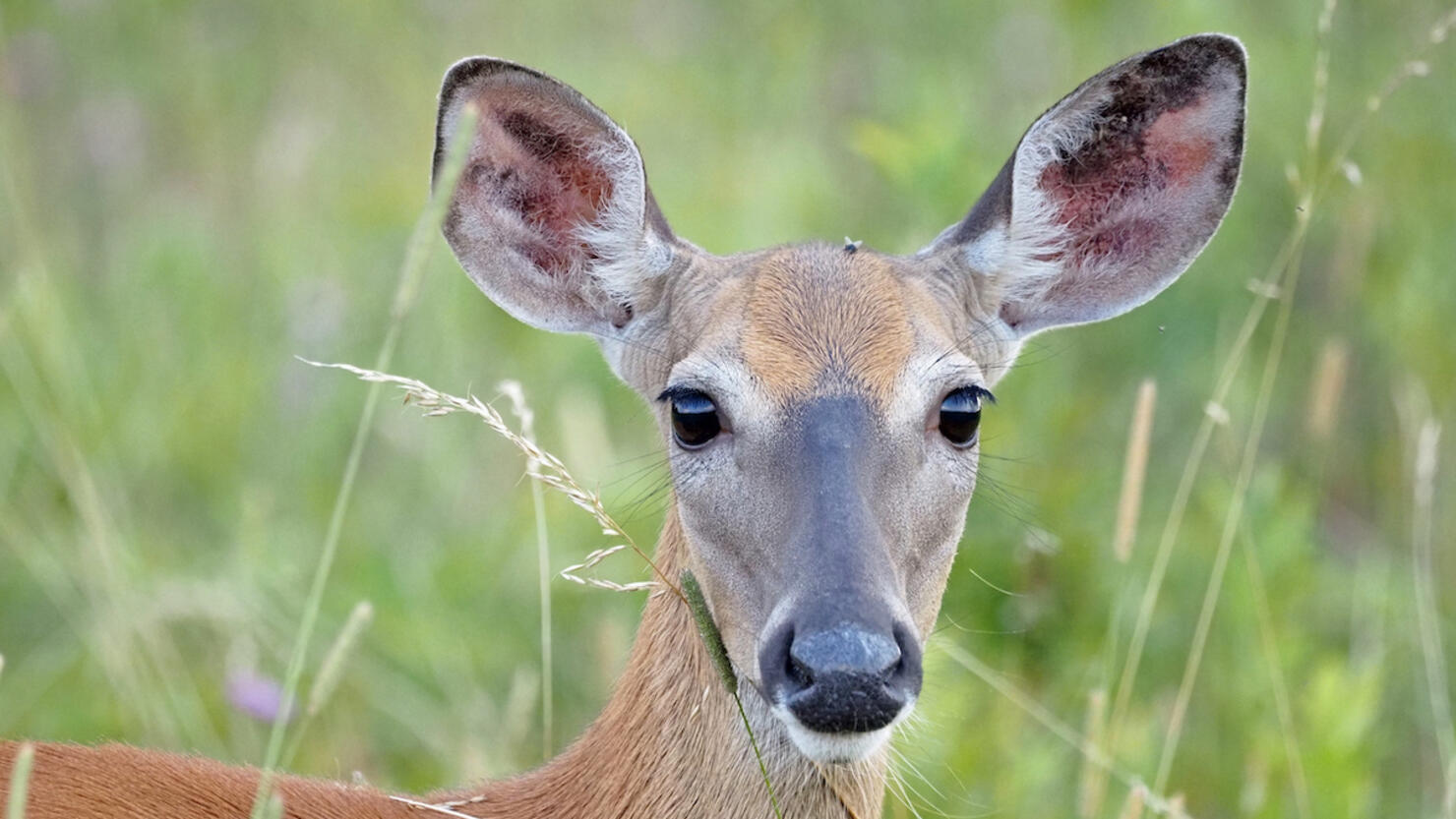 Doe eating grass,Close-up portrait of white standing on field,Shenandoah National Park,Virginia,United States,USA
