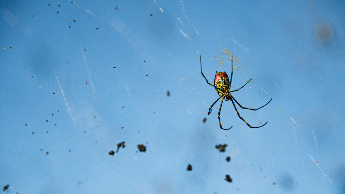 Giant, parachuting Joro spiders spreading rapidly in US: Study – NBC4  Washington