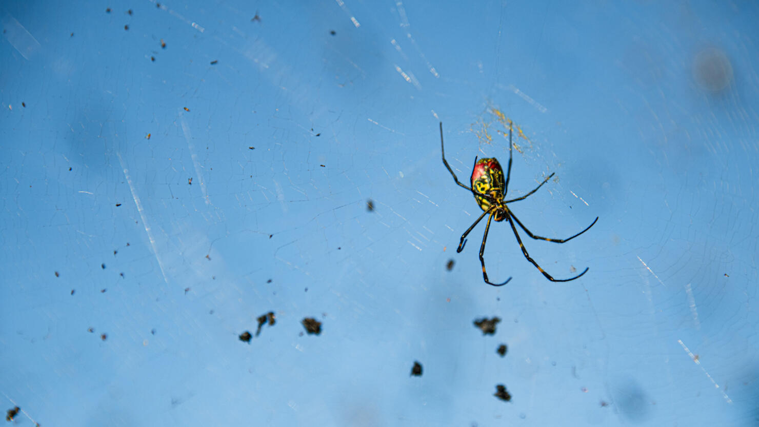 Giant 'parachuting' Joro spiders: 11 facts about these scary