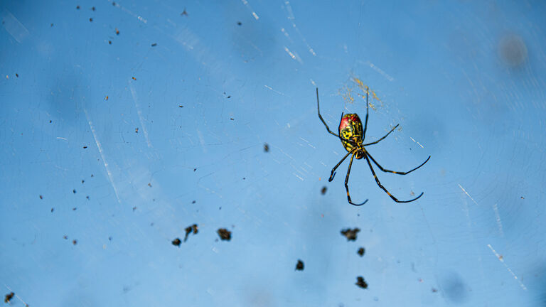 Female Joro Spider - Trichonephila clavata - Asian "Fortune-Teller" Spider