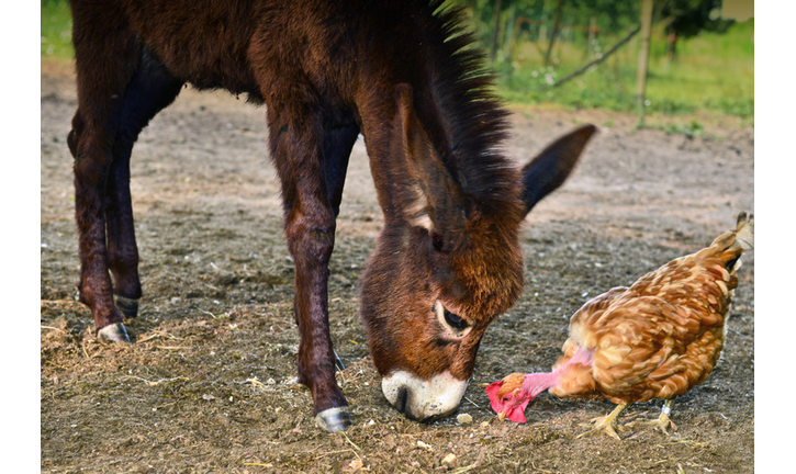 Donkey and chicken