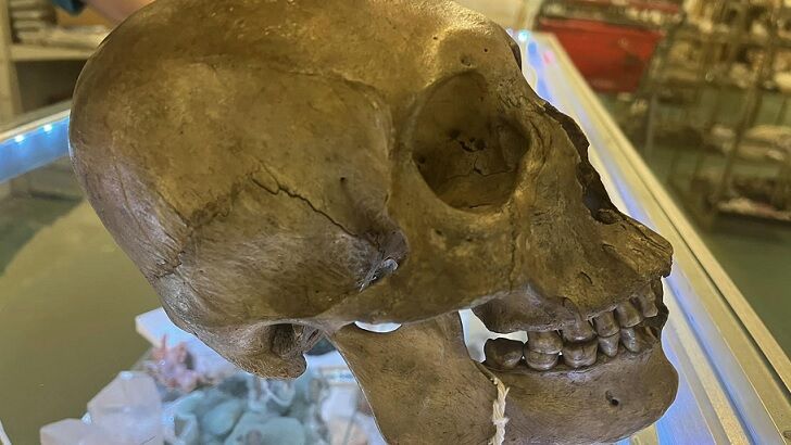 Real Human Skull Found at Florida Thrift Store