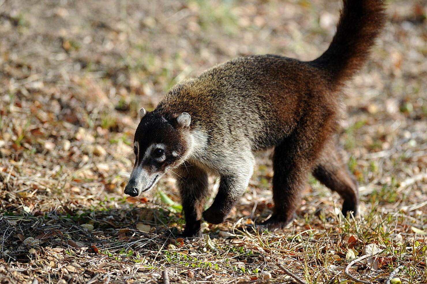 A coatimundi is seen at the National Pal