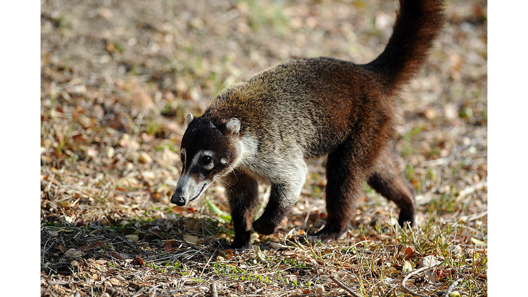 A coatimundi is seen at the National Pal
