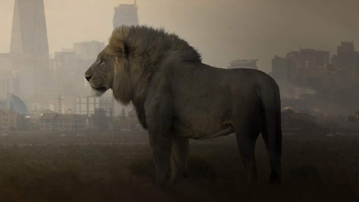 Lion goes on the lam from circus, roams Italian town near Rome 