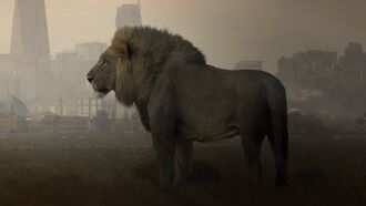 Watch: Lion Escapes Circus in Italy, Roams Streets of Coastal Community