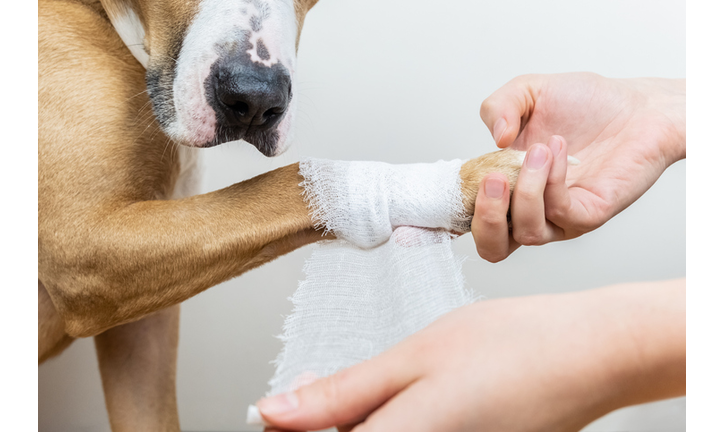 Medical treatment of pet concept: bandaging a dog's paw
