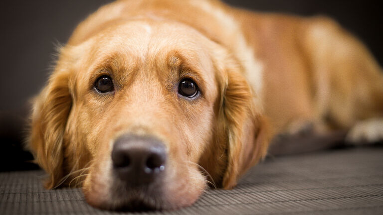 Golden Retriever looking sad