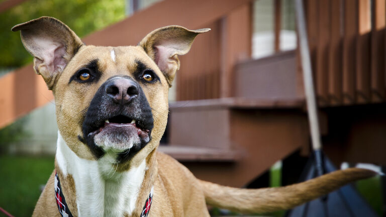 Barking dog