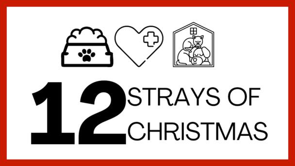 Help Us Find Pets Their Fur-ever Families in Time for Christmas