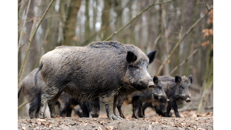 Wild young boar in autumn forest,Romania