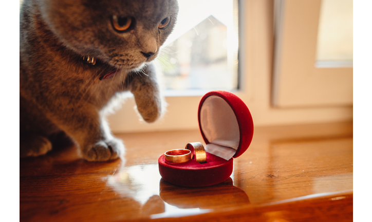 Cute gray kitten looks at two gold wedding rings in a red box