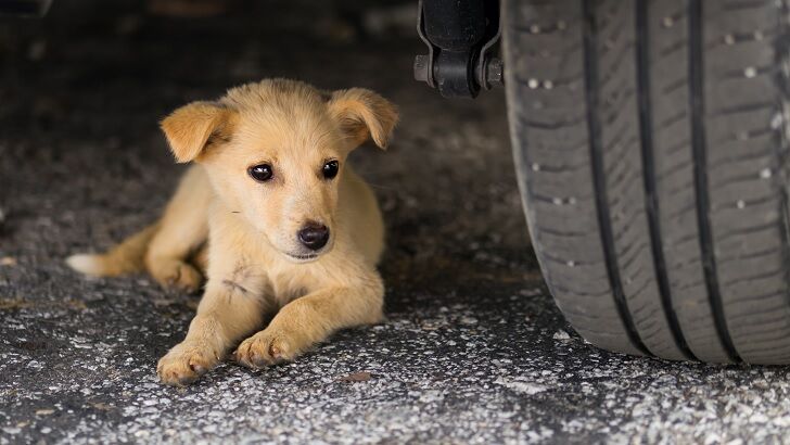 Serial Tire Slasher That Tormented Italian Village for Months Revealed to be Dog