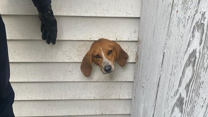 Dog Rescued from Dryer Vent in South Carolina