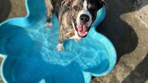 Animal Shelters Across The Country Are In Trouble