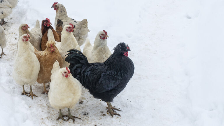 Group of beautiful domestic white hens and black rooster are walking through snow on a snowy winter day.. Chicken farm concept.