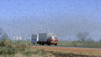 Watch: Locust Swarm Sparks Apocalyptic Fears in Mexico