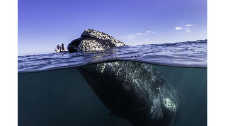 Split level view of a curious southern right whale with a whale watching boat in the background, Nuevo Gulf, Valdes Peninsula, Argentina, a UNESCO World Heritage site..