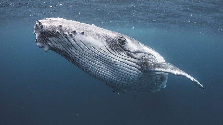 SETI Scientists 'Speak' to Whale in Effort to Develop Ways to Communicate with ETs