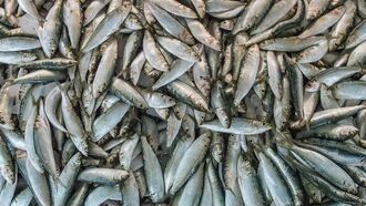 Video: Thousands of Dead Fish Mysteriously Wash Ashore in Japan