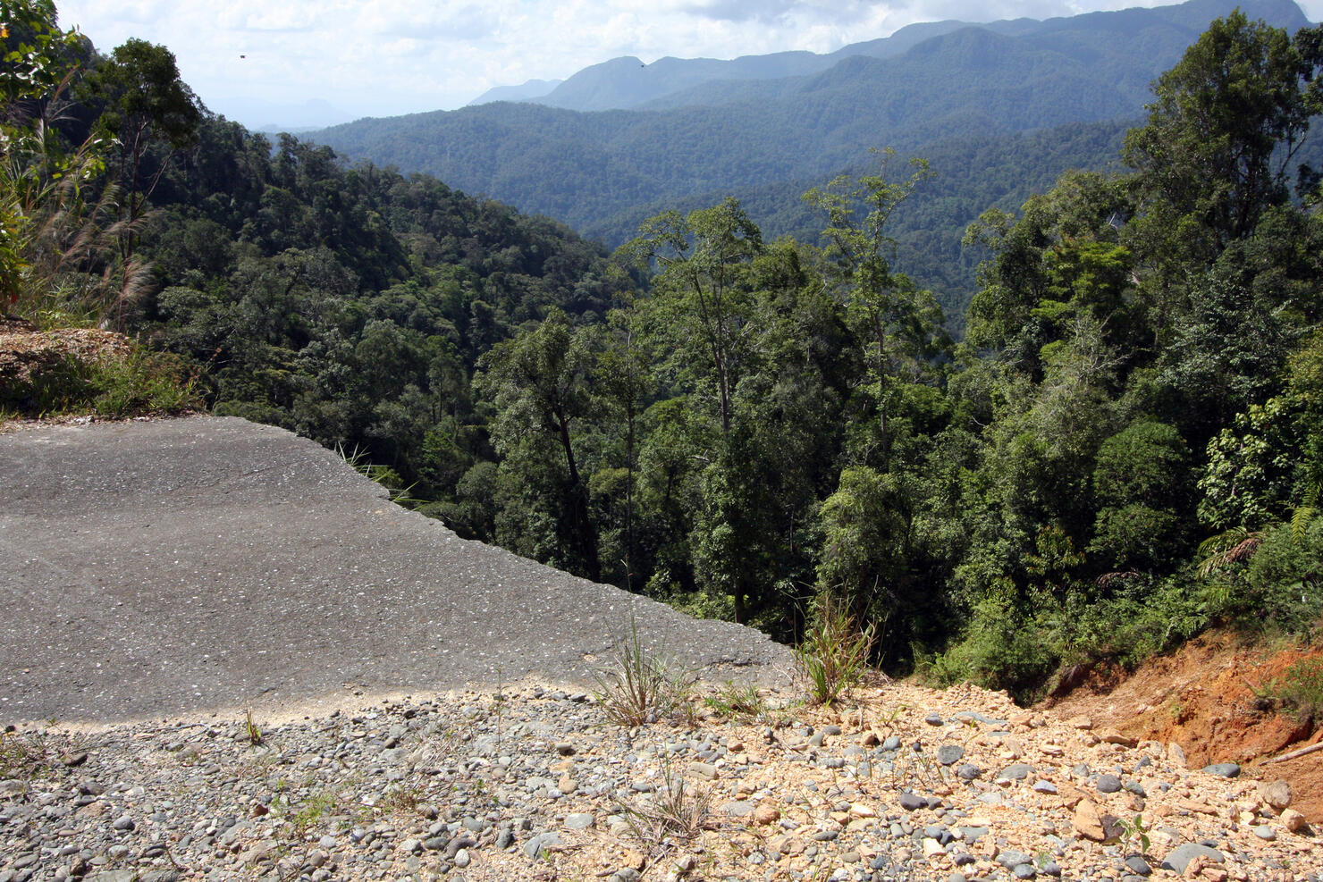 Aceh Rainforest