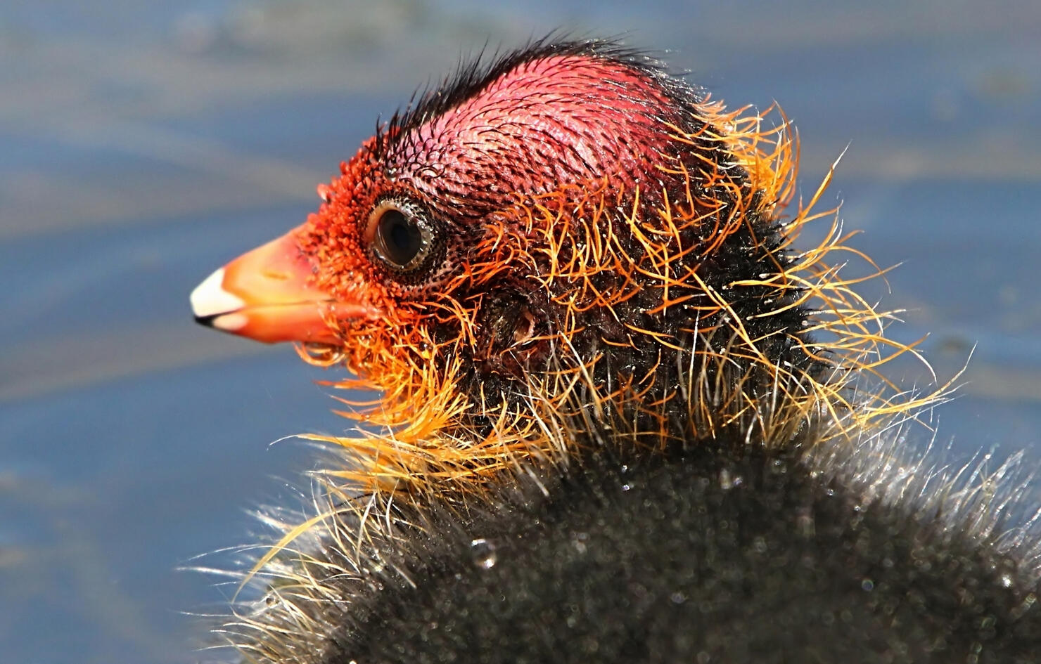 Baby Eurasian Coot Portrait