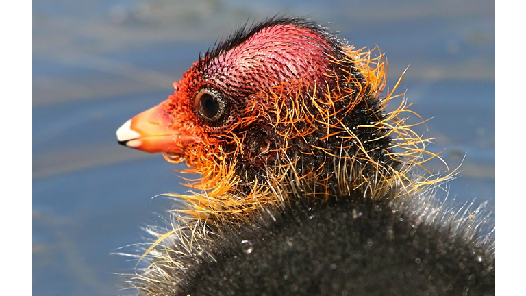 Baby Eurasian Coot Portrait
