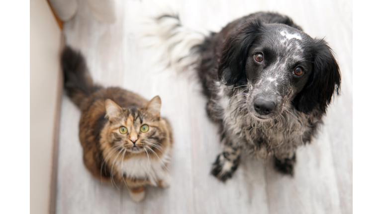 Dog and cat sit on the floor and look into the camera