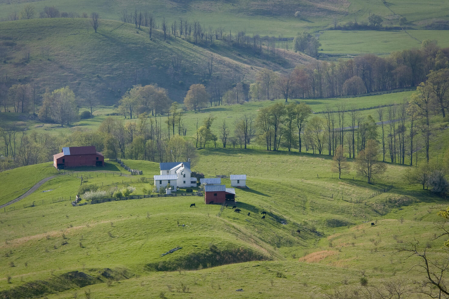 Hilltop farm and  cattle in the Virginia countryside.
