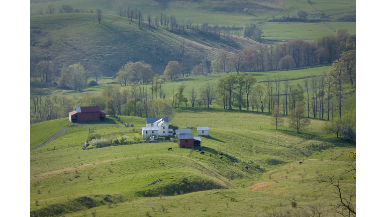 Hilltop farm and  cattle in the Virginia countryside.