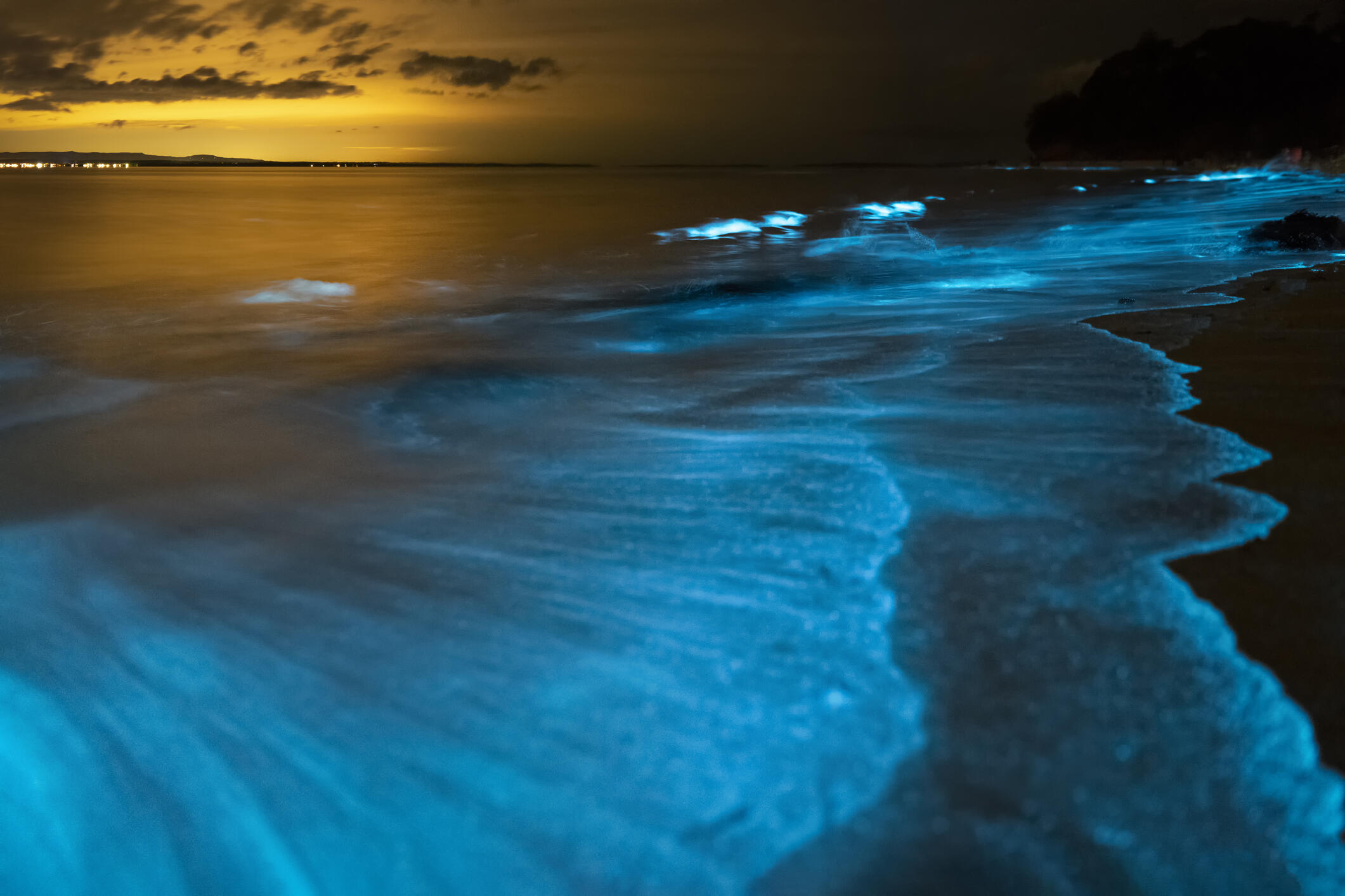 Watch These Glowing Dolphins Surf Through Bioluminescent Algae