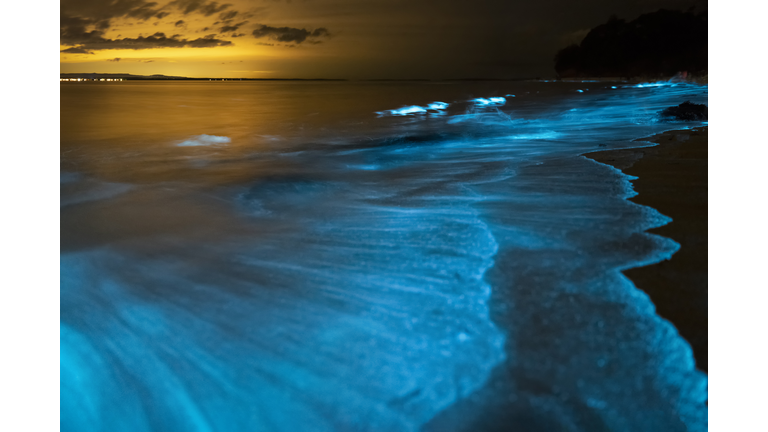 Bioluminescence