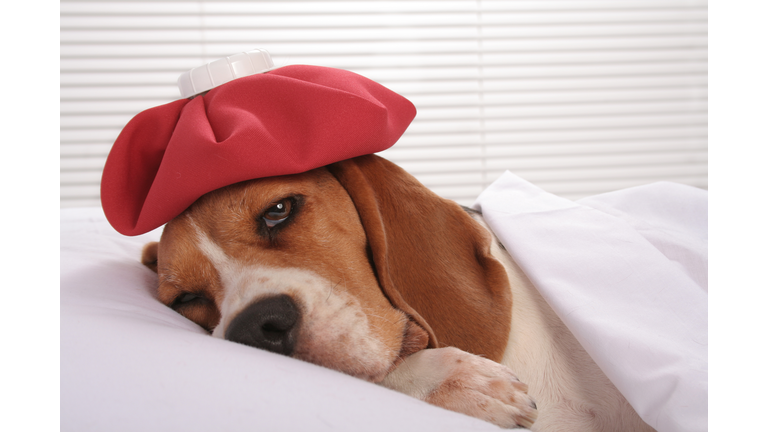 Canine Patient in Hospital Room