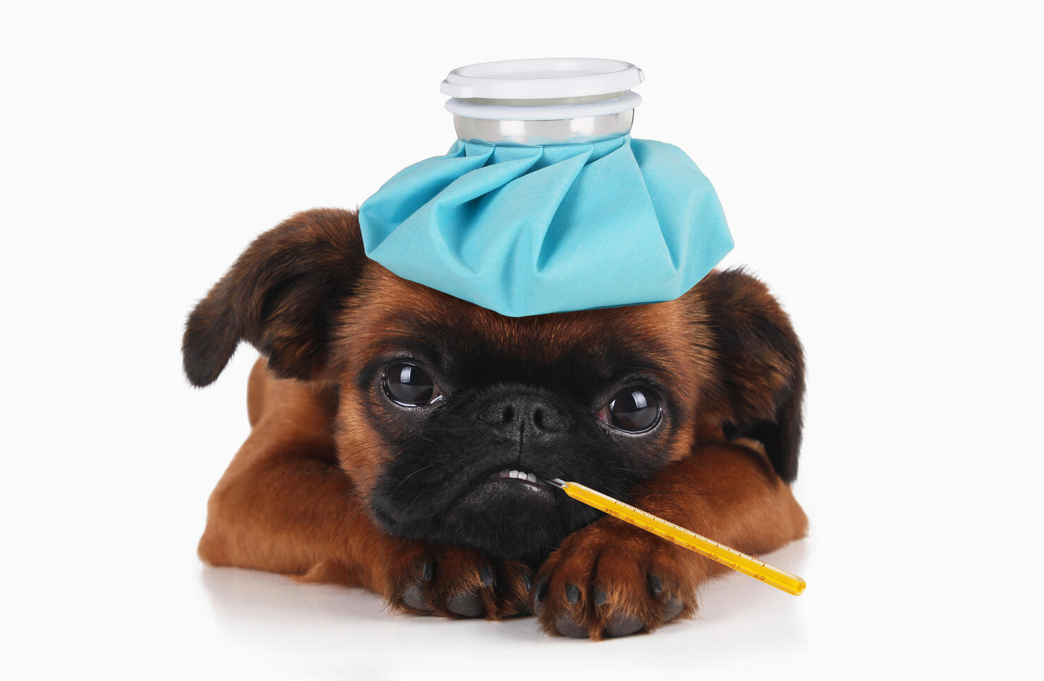 Puppy with ice pack on head