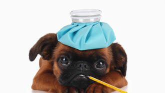 Contaminated Pet Food Sold In Pennsylvania Could Pose 'Serious' Health Risk