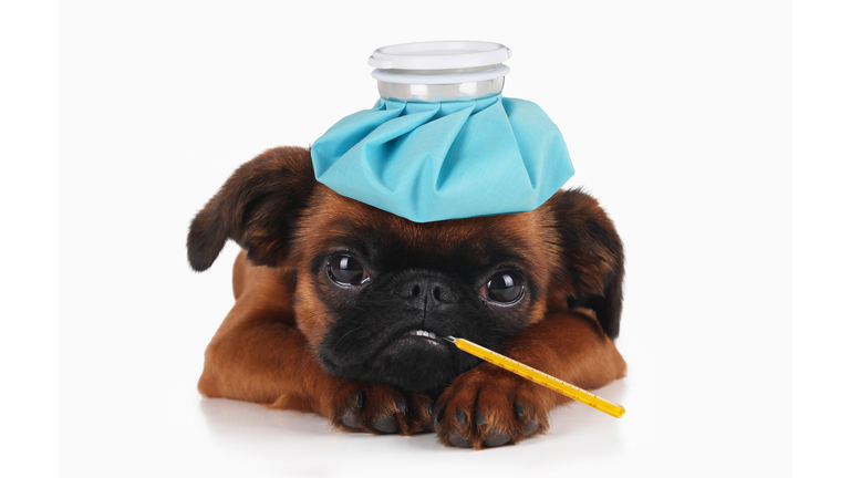 Puppy with ice pack on head