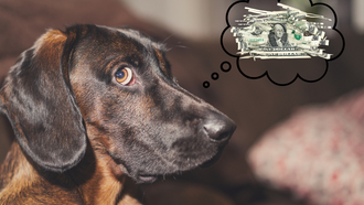 Pittsburgh Family's Dog Eats $4,000 In Cash: 'Oh My Gosh He Ate The Money'