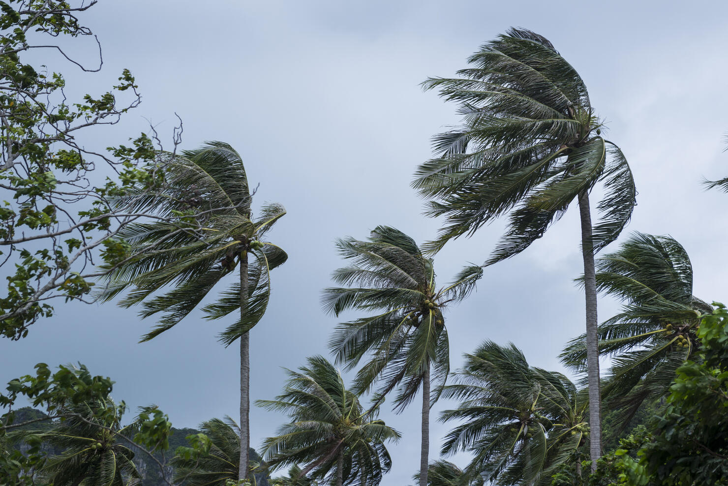 Group of Coconut palm trees blown in the strong wind of tropical storm