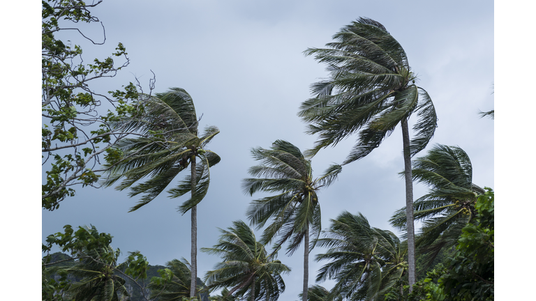 Group of Coconut palm trees blown in the strong wind of tropical storm
