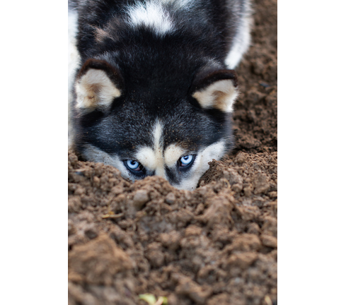 dog digs hole