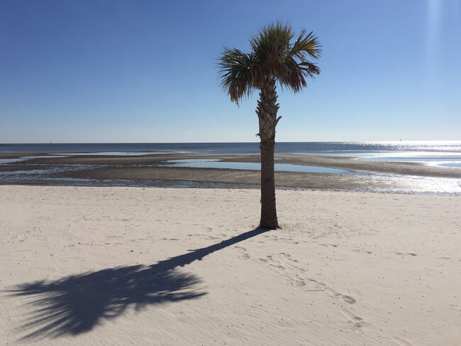 Palm tree and shadow on an empty beach in winter, Biloxi, Mississippi, USA
