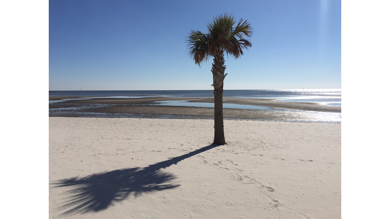 Palm tree and shadow on an empty beach in winter, Biloxi, Mississippi, USA