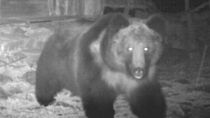 Incredibly Rare Tibetan Brown Bear Spotted in India for the First Time Ever