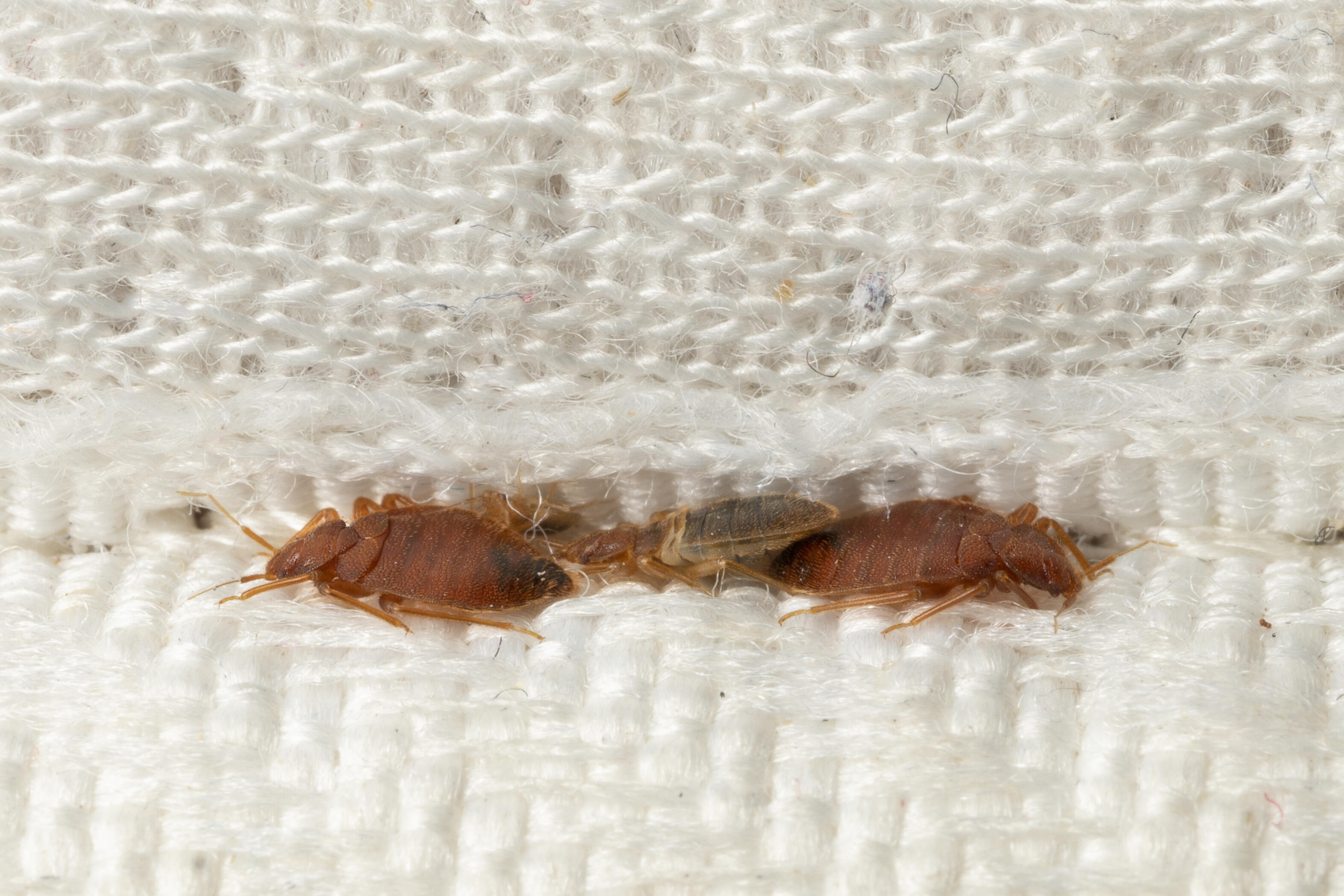 what us city has the most bed bugs